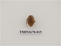 藏品(龍蝨、牙蟲)的圖片